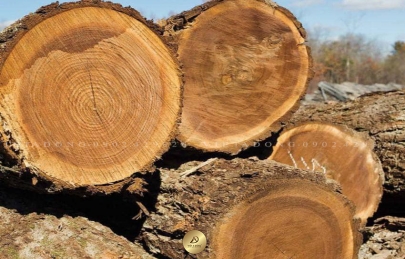 [Báo giá] Gỗ óc chó Nam Phi | Trọn gói : Thi công + Thiết kế